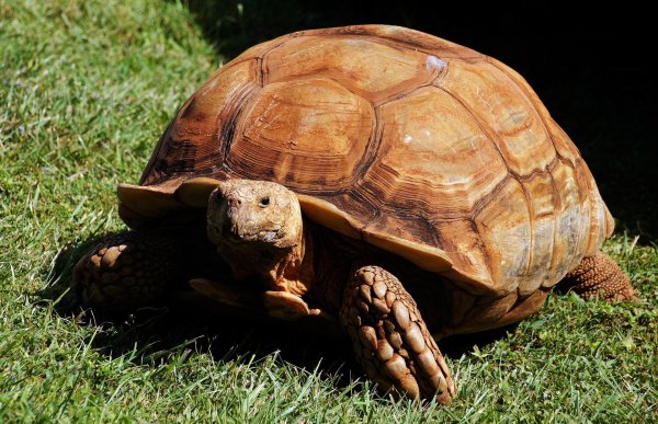 sulcata tortoise
