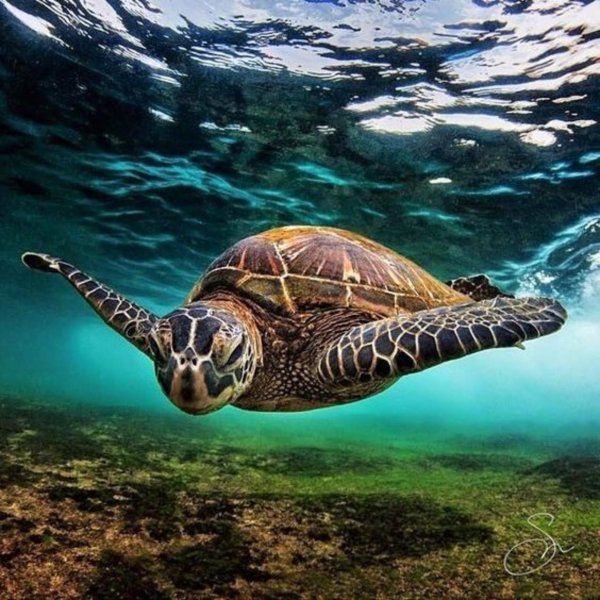 тортуга черепаха