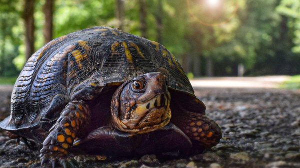eastern box turtle