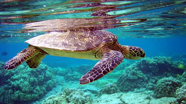 большой барьерный риф черепахи