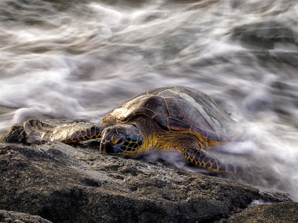 морские черепашата