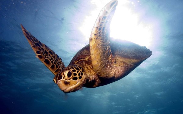 sea turtle