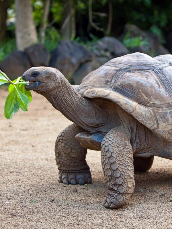 абингдонская слоновая черепаха