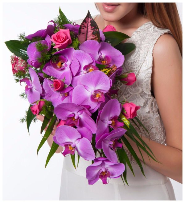 орхидеи дендробиум