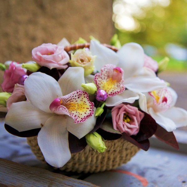 цимбидиум мэджик фогель