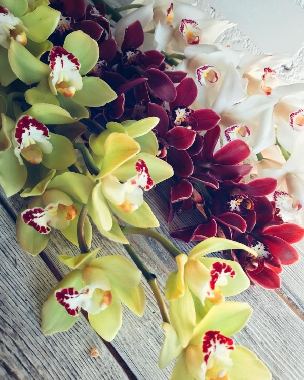 цимбидиум грин бриз