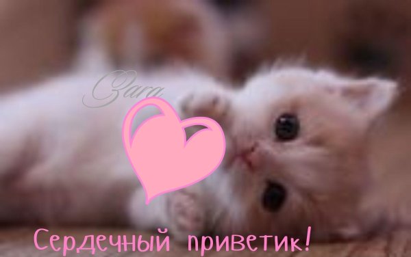 котенок красивый