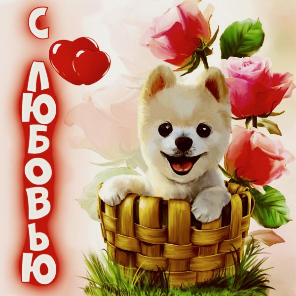 милая собачка