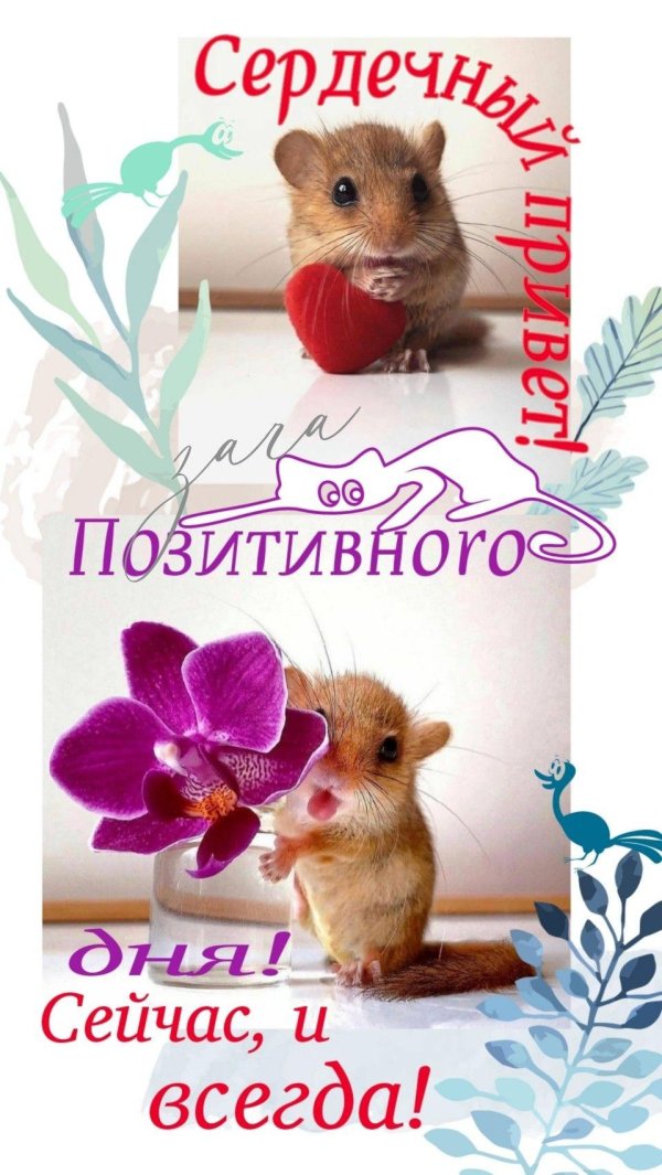 милая мышка