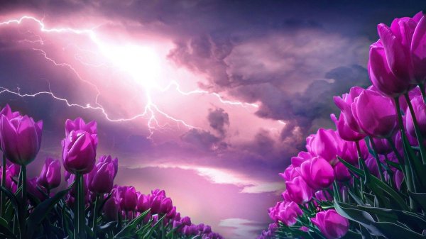 фиолетовые тюльпаны