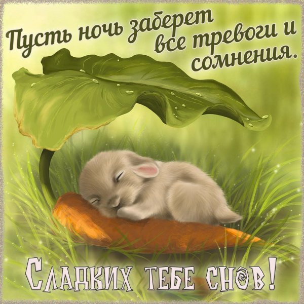 сладких снов зайка