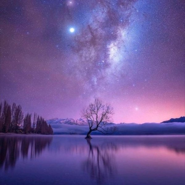 дерево ванака новая зеландия