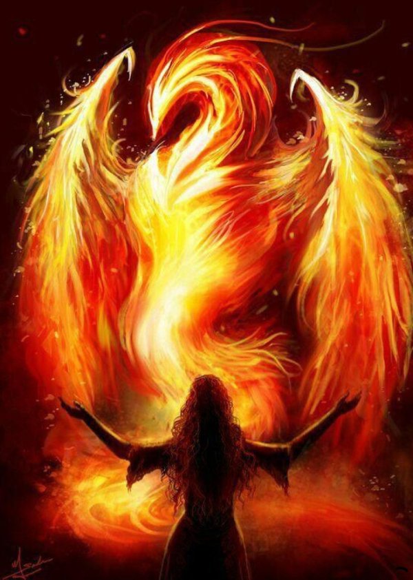 птицы феникс