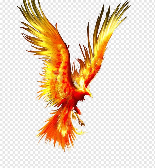 огненная птица