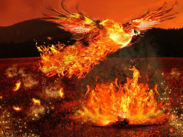 огненный феникс дилюк