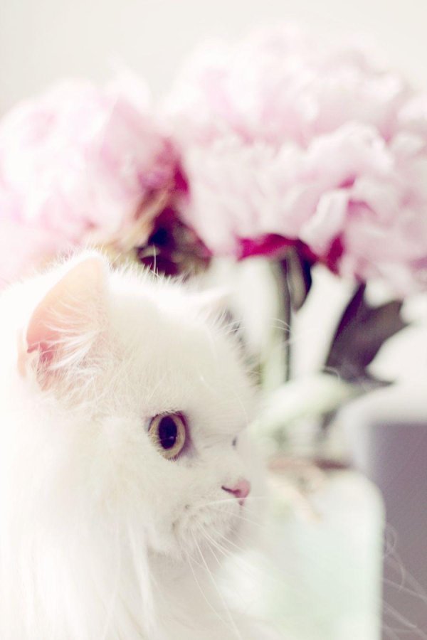 красивые пушистые кошечки