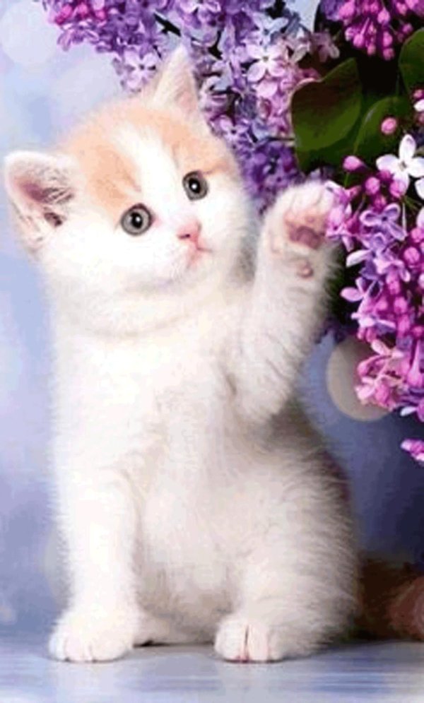 красивая кошка