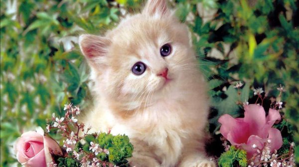 очаровательные котята