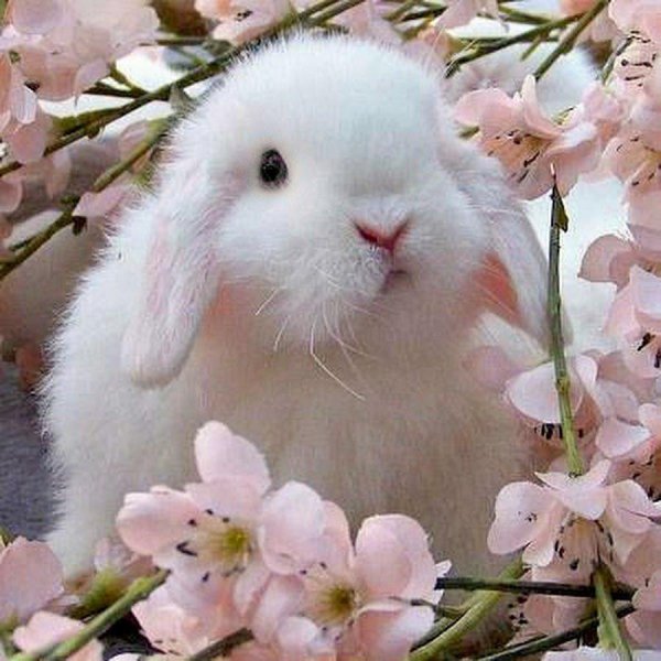 кролик белый