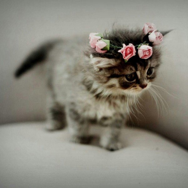 красивый котенок