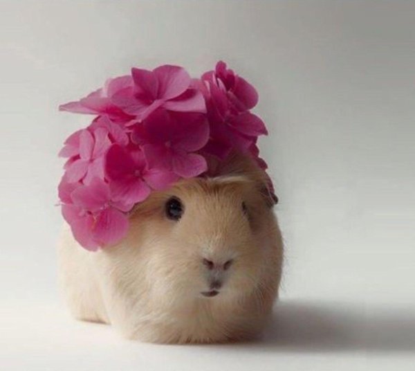 морская свинка