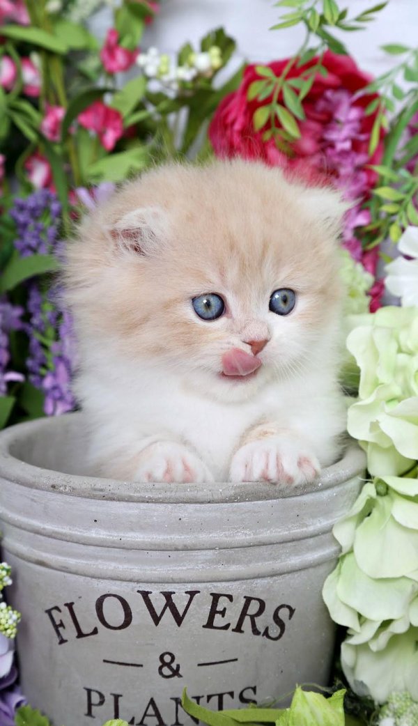 котята красивые