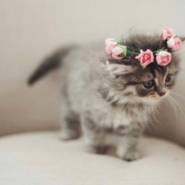 красивый котенок