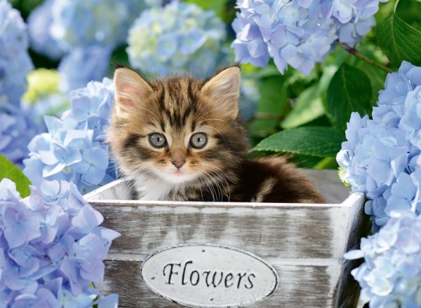 котята в цветах