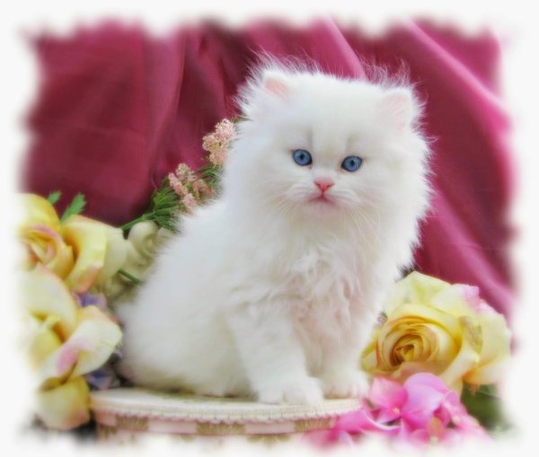 кошки красивые пушистые