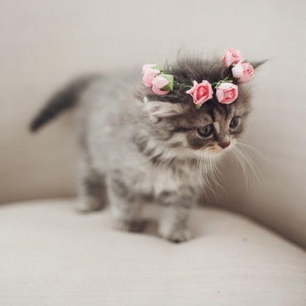 красивый котенок