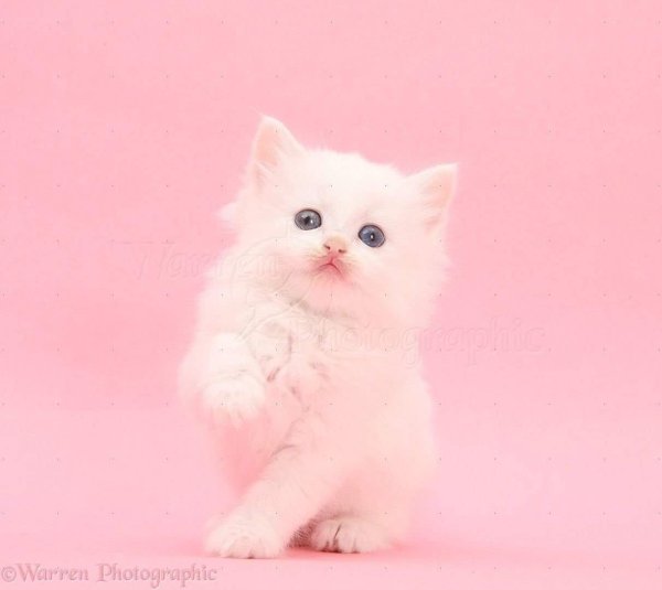 котенок розовый