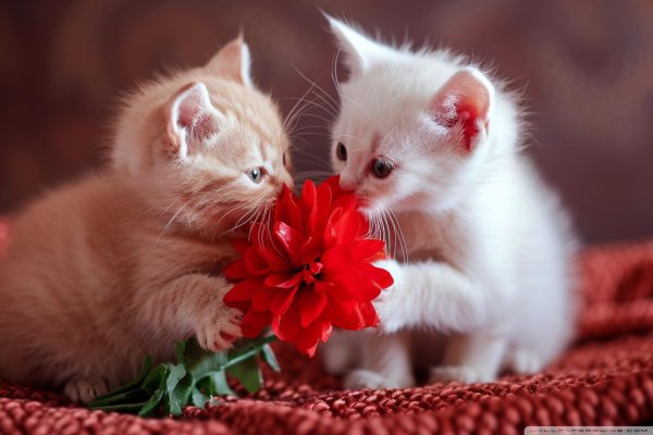 кошка котенок