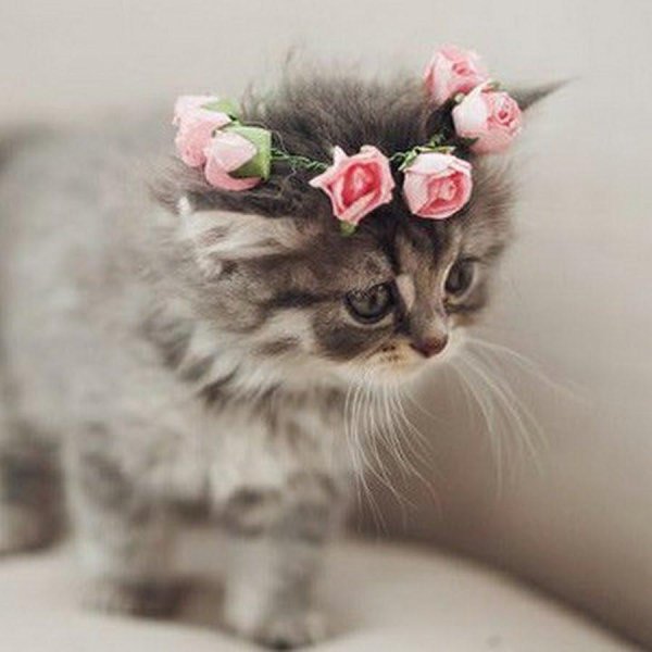 красивый котенок