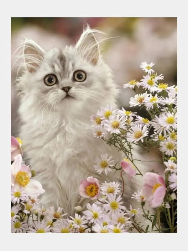красивые цветы и кошки
