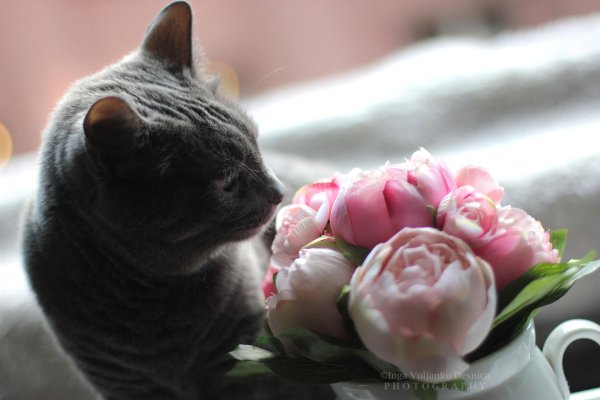 кошка и цветы