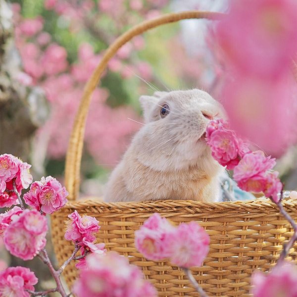 кролик весна