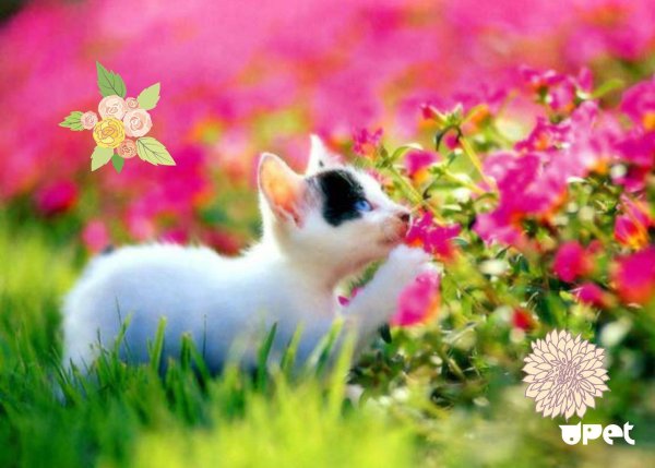 животные и цветы