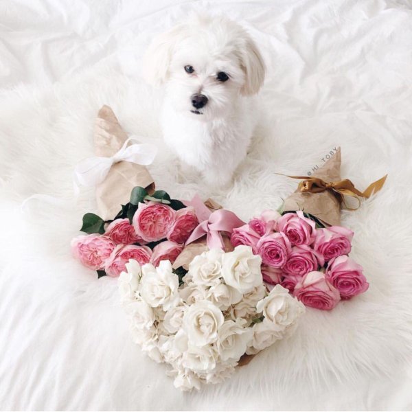 порода собаки мальтезе