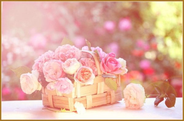 нежный цветок