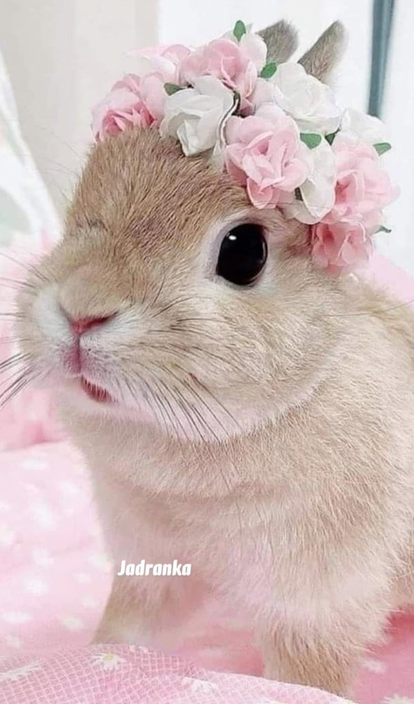 милый кролик