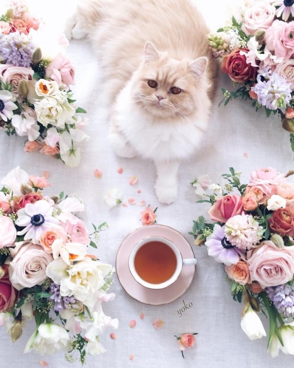 доброго утра с котиками