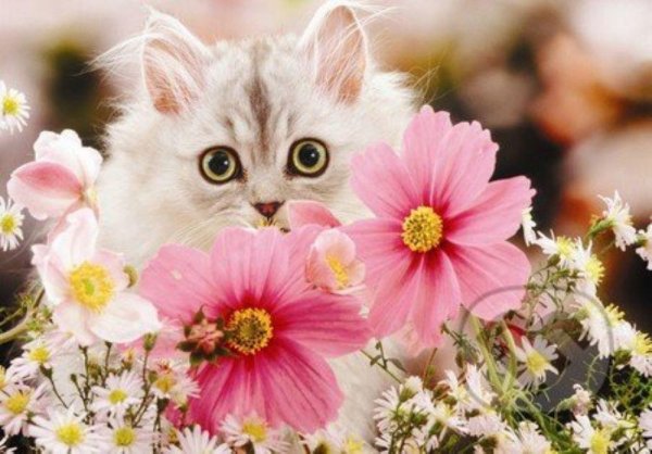 котики и цветы