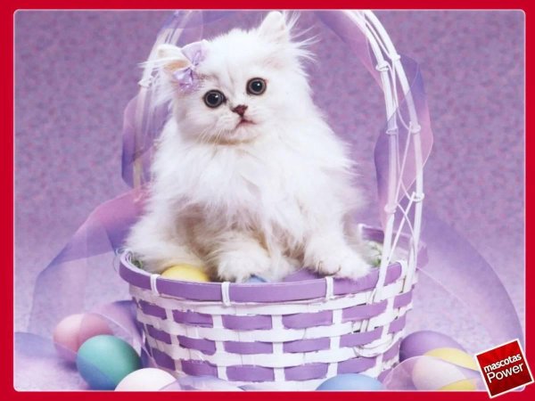 кот в корзинке