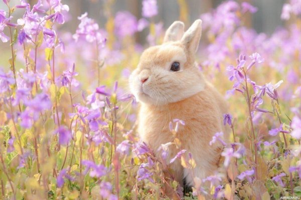 кролик весна