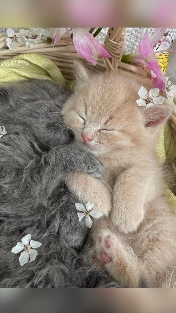 очаровательные котята