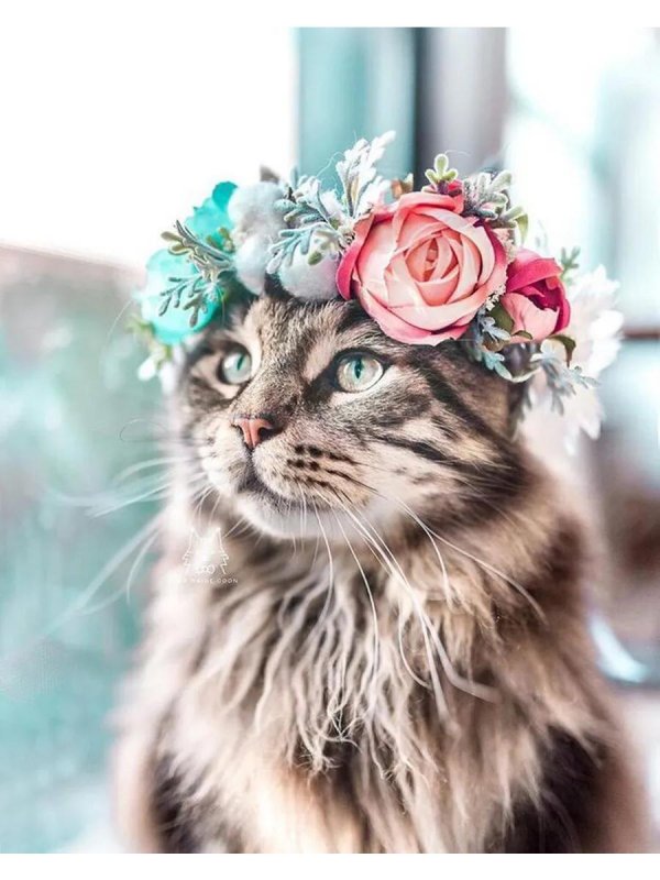 красивая кошка