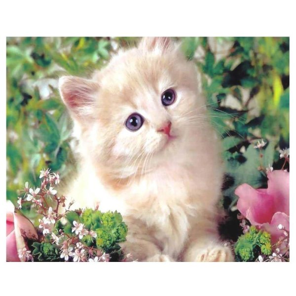 очаровательные котята