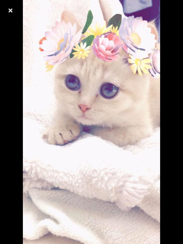 очаровательные котята