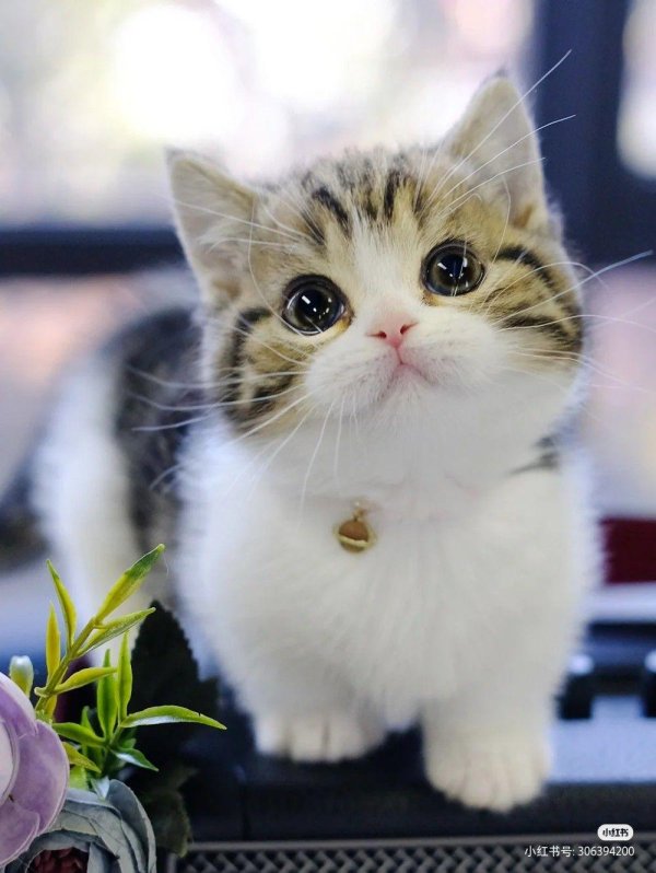 очаровательные котята