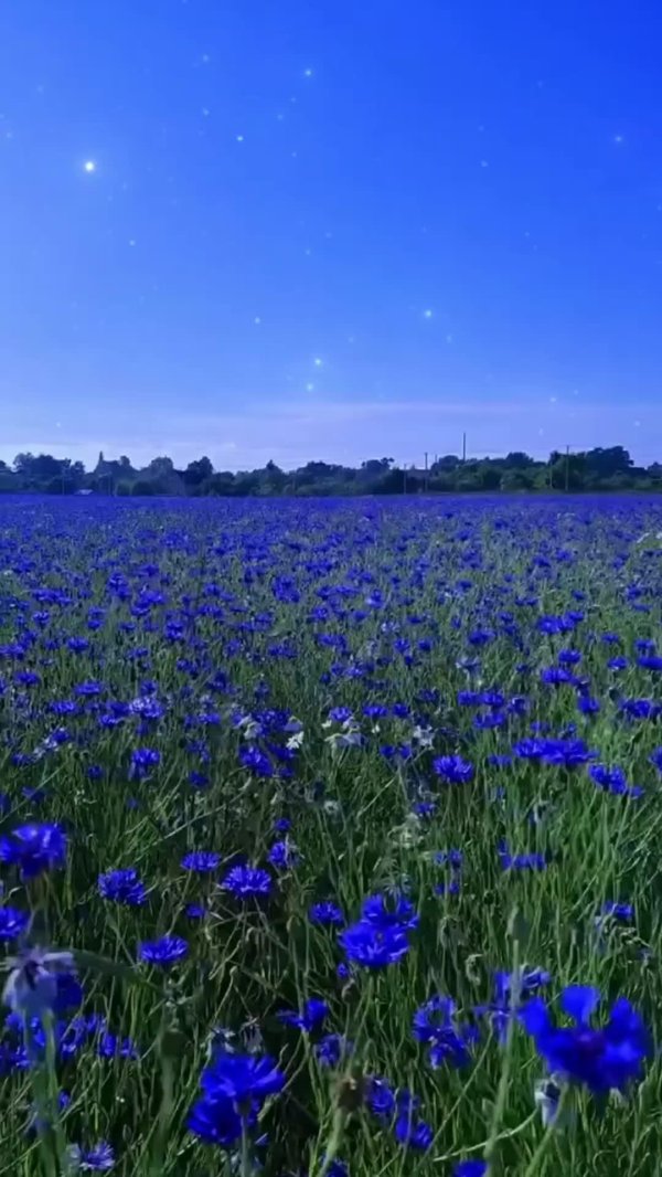 поле васильков